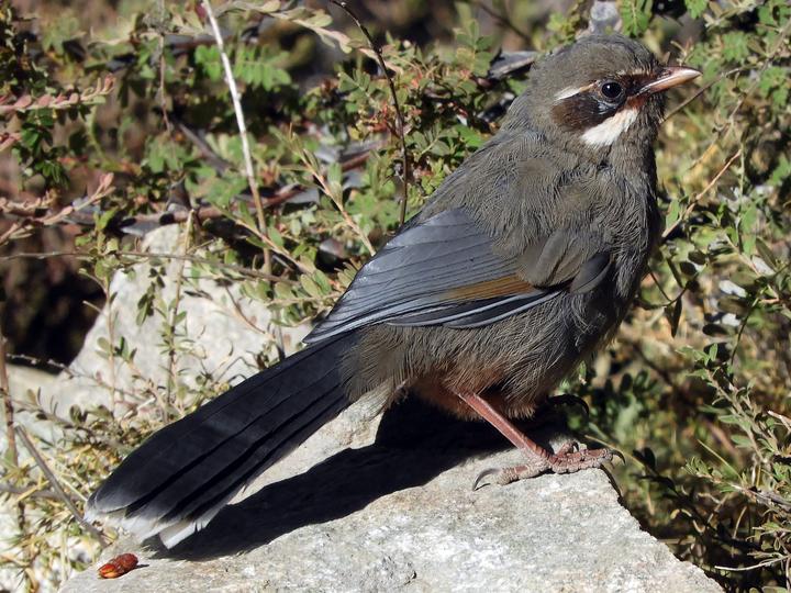 Brown-cheeked Laughingthrush