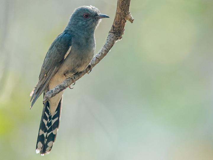 Grey-bellied Cuckoo