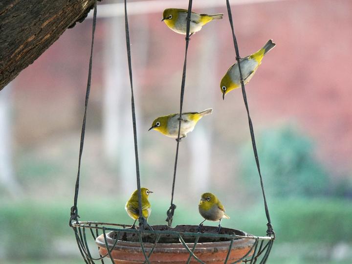Indian White-eye