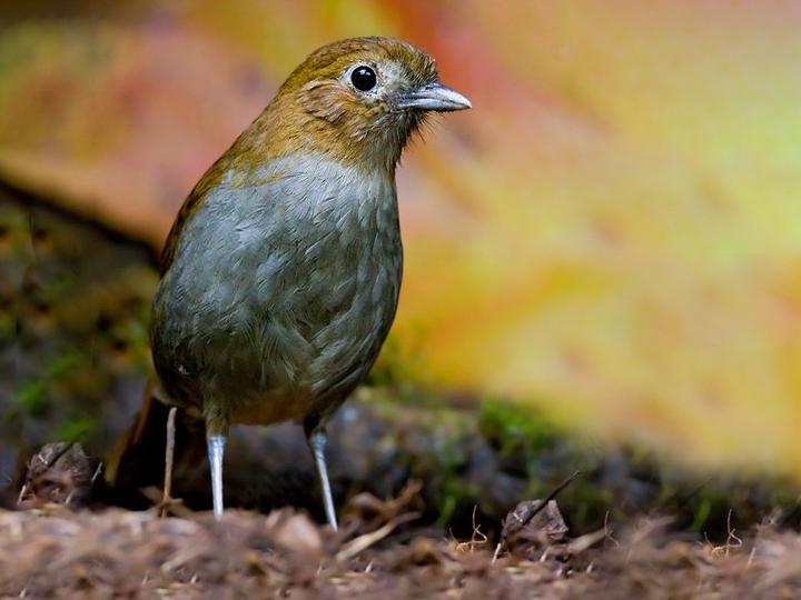 Urrao Antpitta