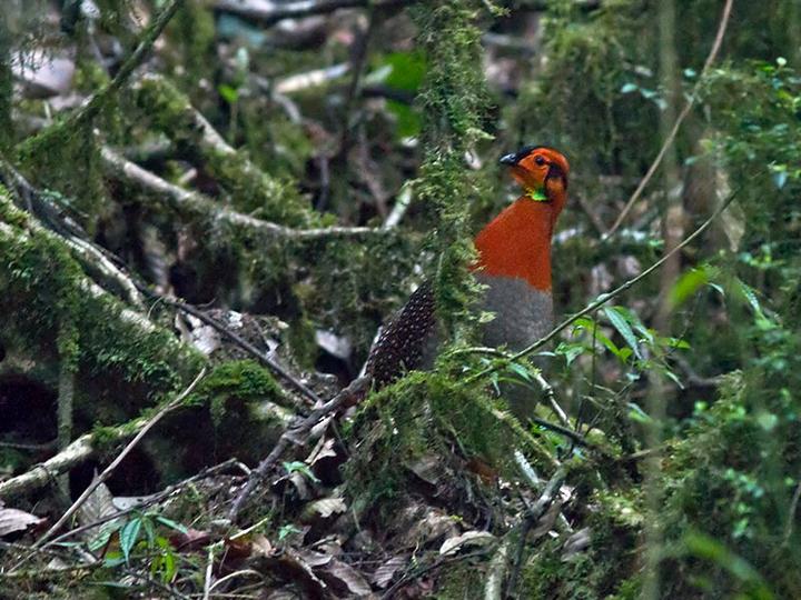Blyth's Tragopan
