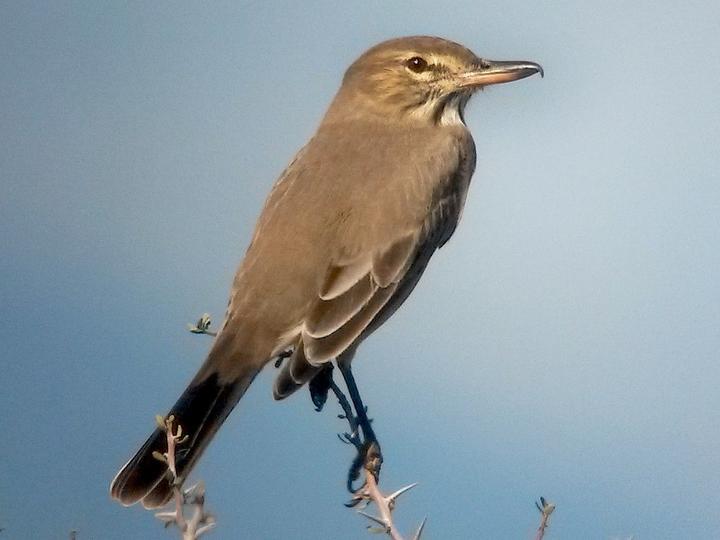 Grey-bellied Shrike-Tyrant
