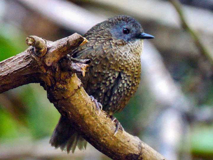 Grey-bellied Wren-Babbler