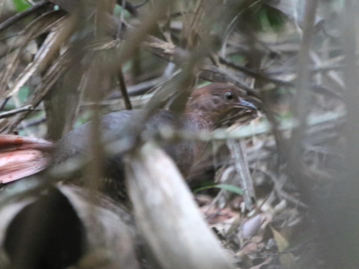 Grey-legged Tinamou