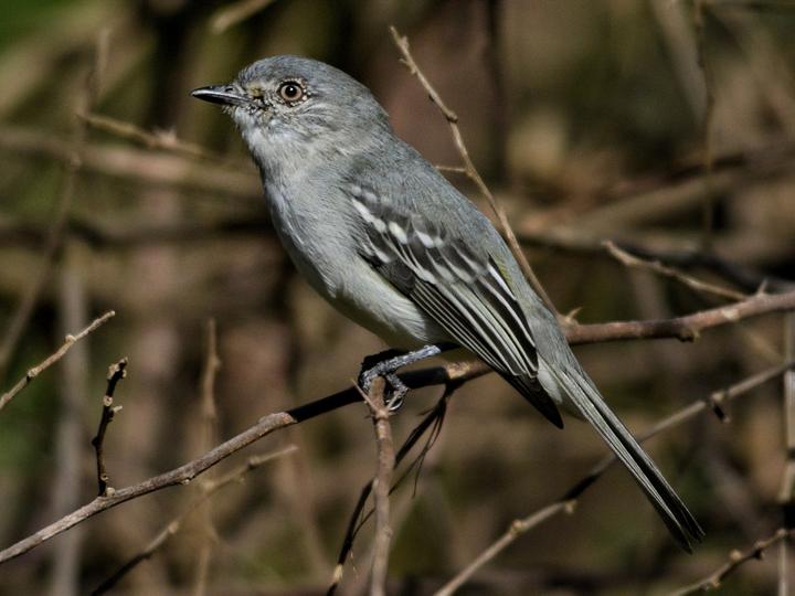 Grey-headed Elaenia