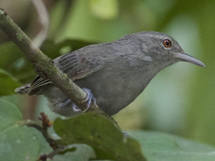Grey Wren