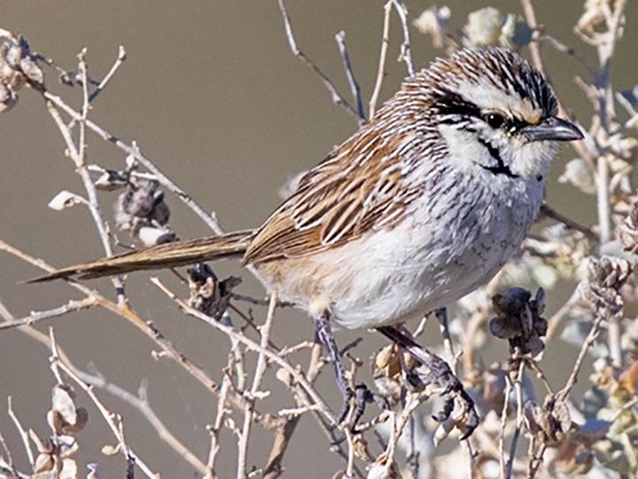 Grey Grasswren