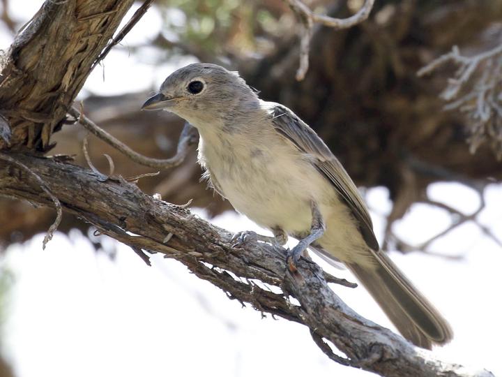 Grey Vireo