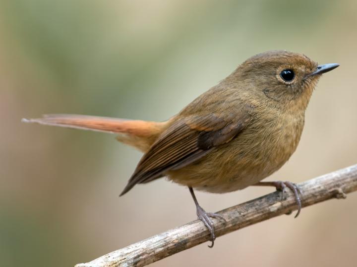 Slaty-blue Flycatcher