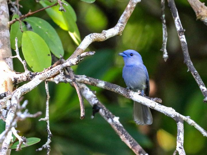 Pale-blue Monarch