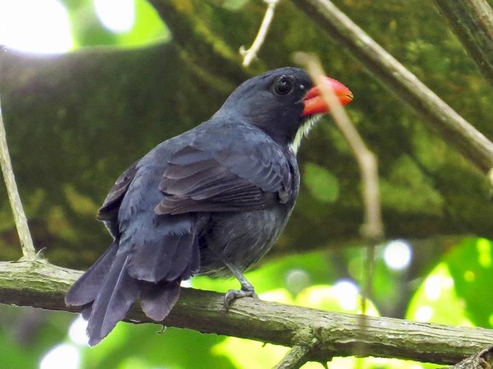 Slate-colored Grosbeak