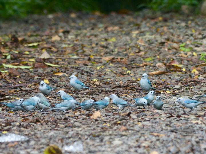 Blue-grey Tanager
