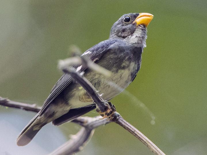 Slate-colored Seedeater