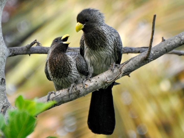 Western Plantain-eater