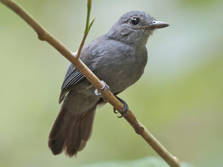Cinereous Antshrike