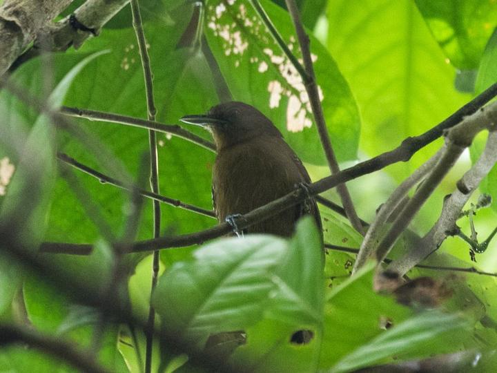 Grey Antbird