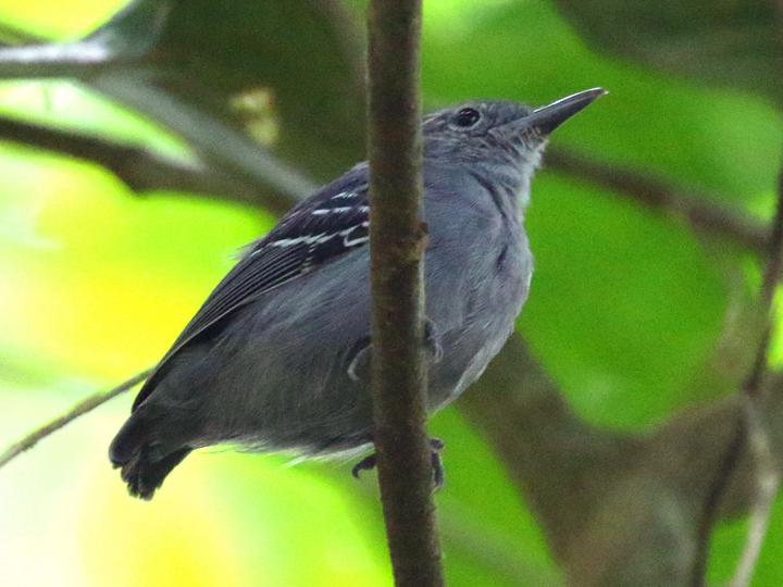 Grey Antwren