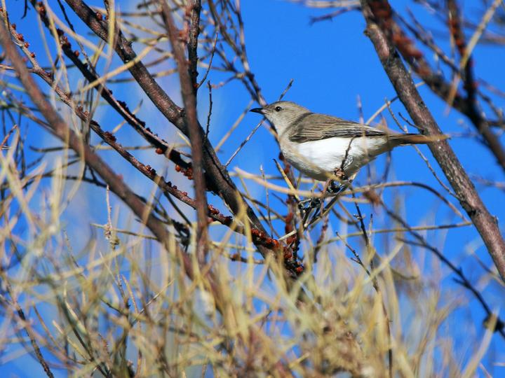 Grey Honeyeater