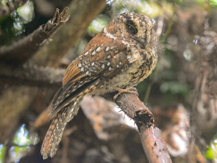 Mountain Owlet-nightjar
