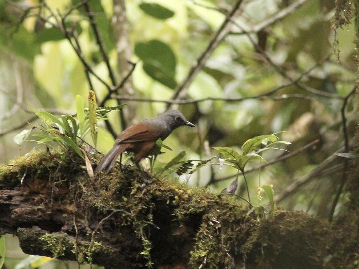 Sunda Laughingthrush