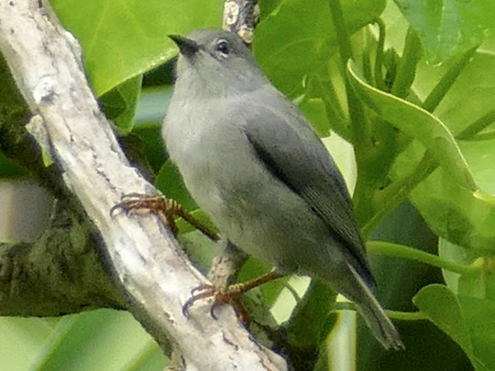 Kosrae White-eye