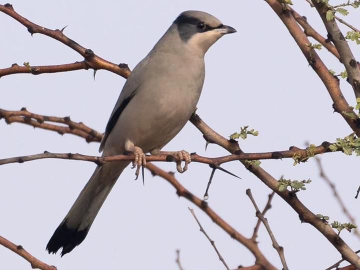 Grey Hypocolius