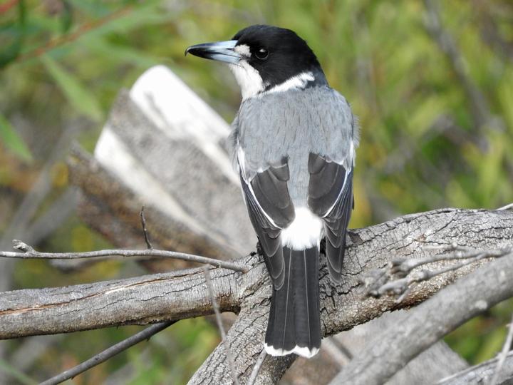 Grey Butcherbird