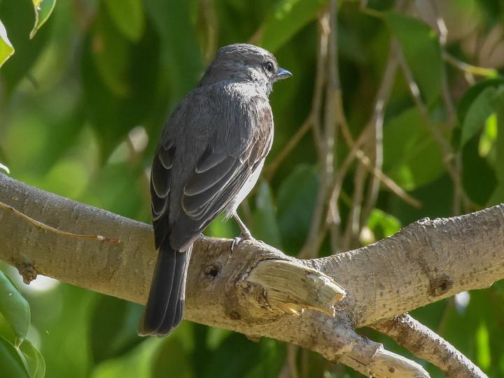 Grey Tit-Flycatcher