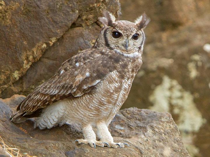 Greyish Eagle-Owl