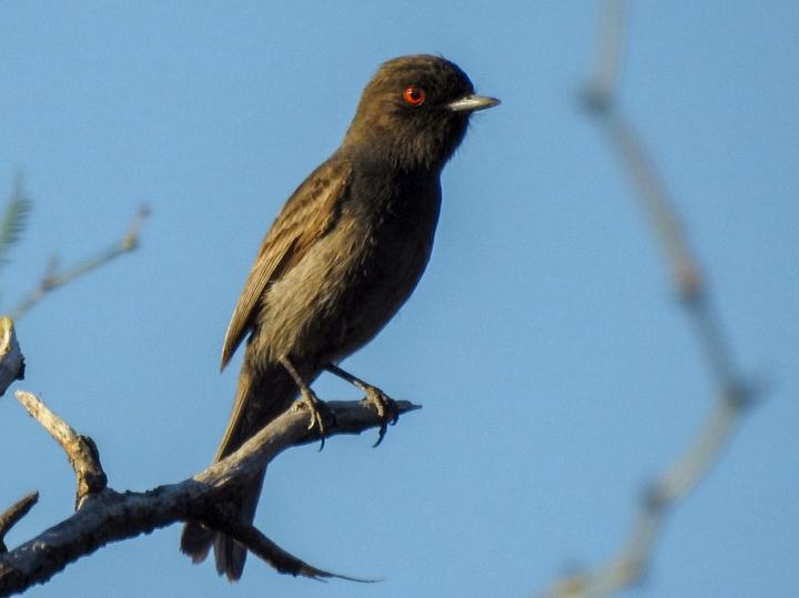 Cinereous Tyrant