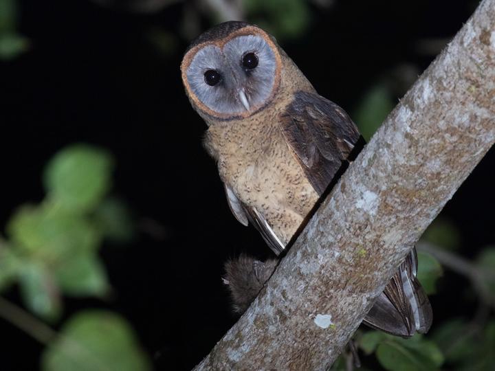 Ashy-faced Owl