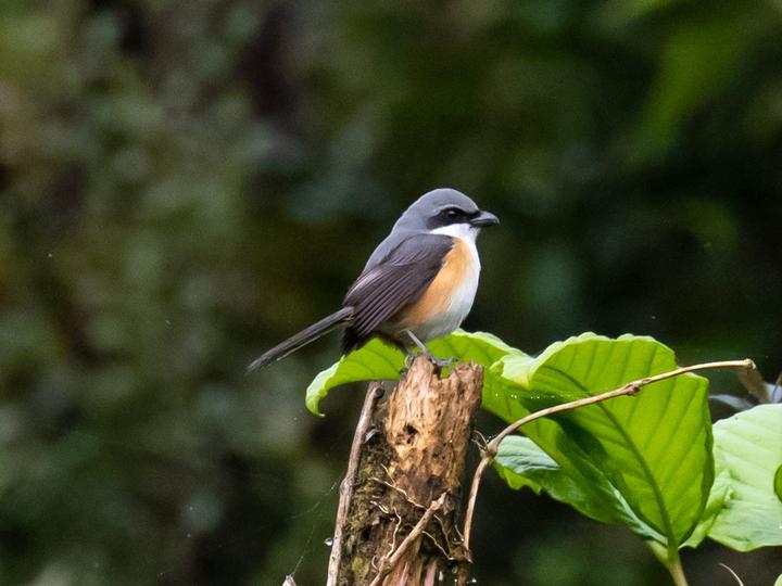 Mountain Shrike