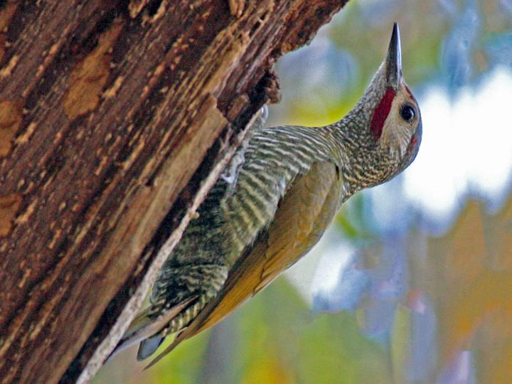 Grey-crowned Woodpecker
