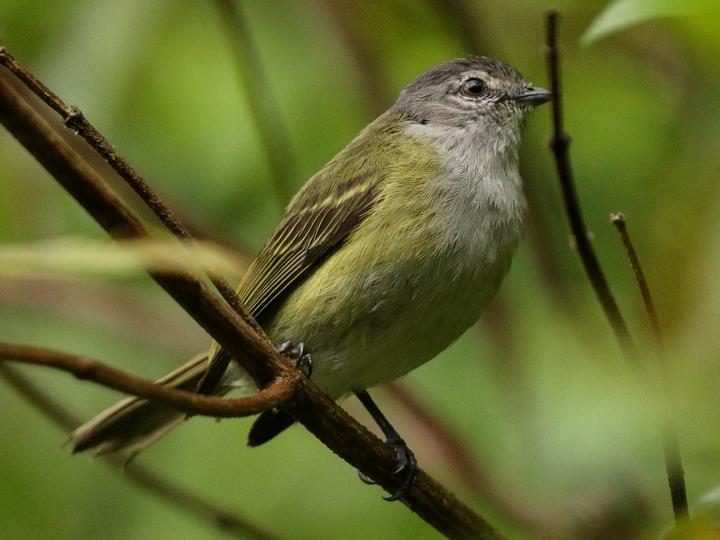 Grey-capped Tyrannulet
