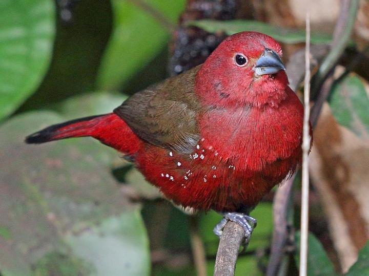 African Firefinch