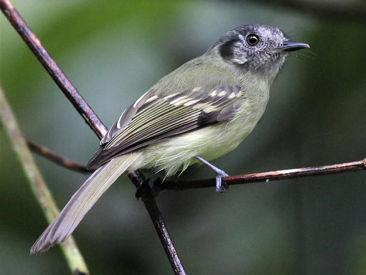 Slaty-capped Flycatcher