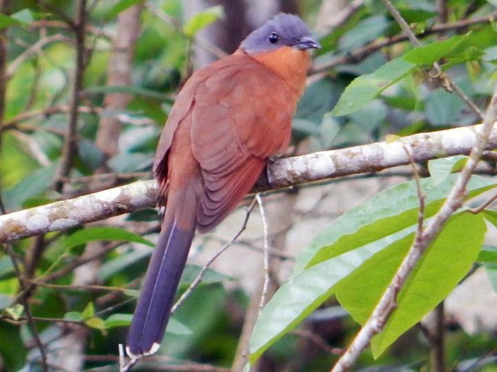 Grey-capped Cuckoo