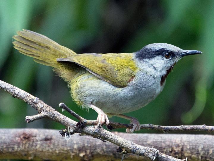 Grey-capped Warbler