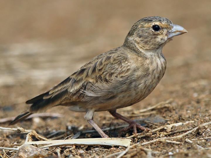 Ashy-crowned Sparrow-Lark