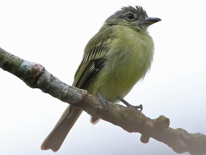 Grey-crowned Flatbill