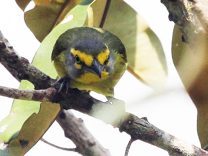 Slaty-capped Shrike-Vireo