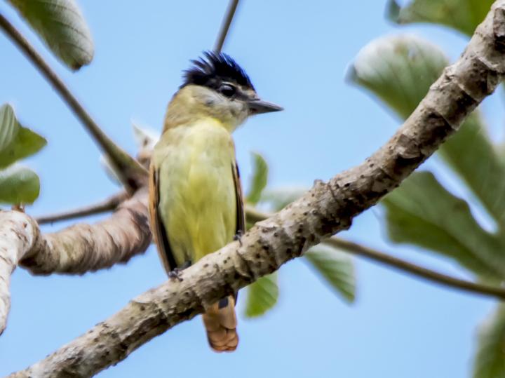 Grey-collared Becard