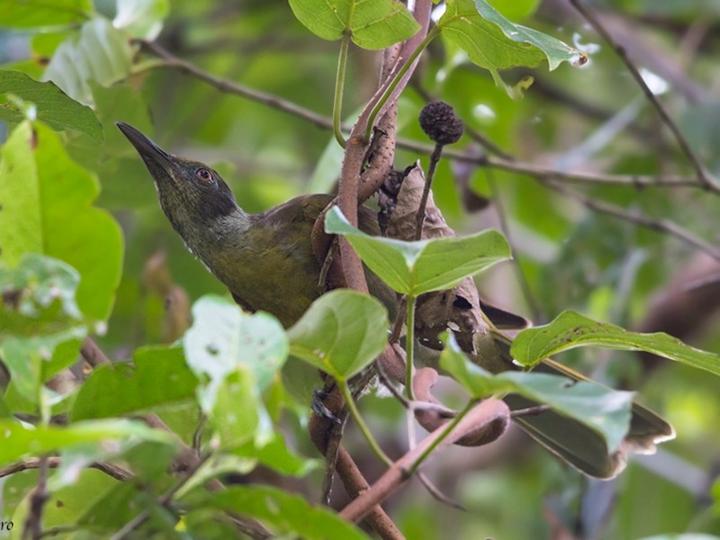 Grey-collared Oriole