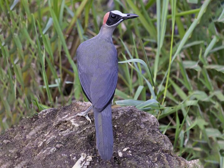 Grey-necked Rockfowl