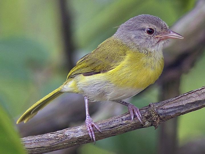 Ashy-headed Greenlet