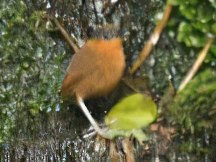 Grey-naped Antpitta