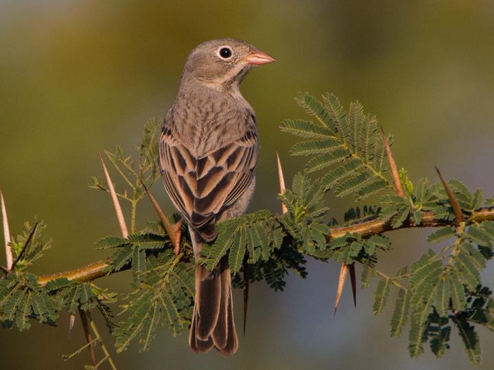 Grey-necked Bunting