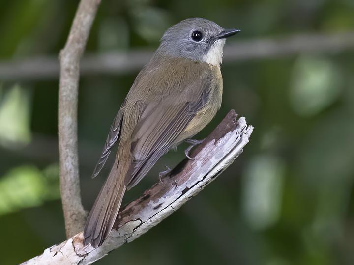 Pale-chinned Flycatcher