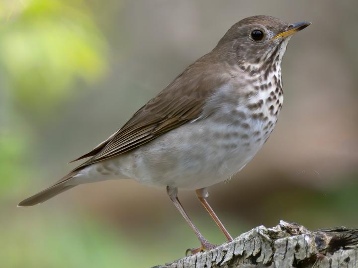 Grey-cheeked Thrush
