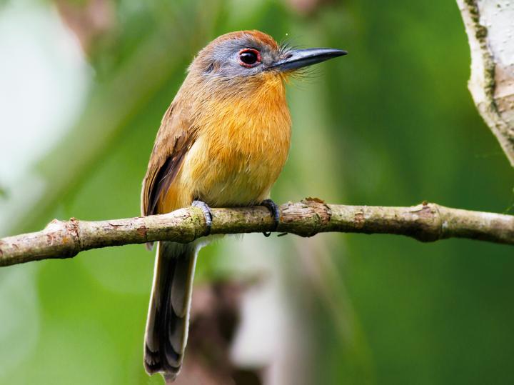 Grey-cheeked Nunlet